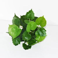 Artificial Plants Bonsai Fake Small Green Plant Plastic Simulation Grass Hotel Office Decoration Greening Wedding Floral No Pot