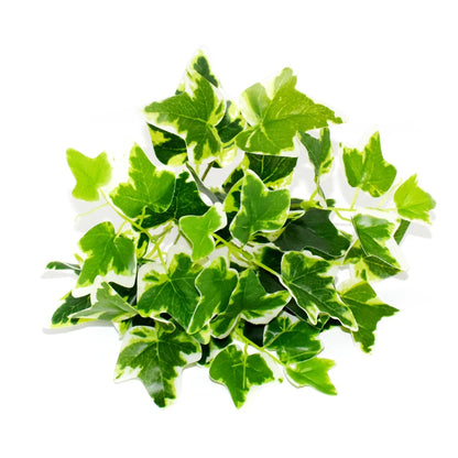 Artificial Plants Bonsai Fake Small Green Plant Plastic Simulation Grass Hotel Office Decoration Greening Wedding Floral No Pot